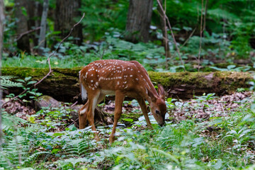 Wall Mural - White-tailed deer (Odocoileus virginianus) fawn with spots feeding in a meadow in the forest during spring. 
