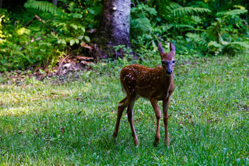 Wall Mural - White-tailed deer (Odocoileus virginianus) fawn with spots walking in a forest clearing during late summer. Selective focus, background blur, foreground blur

