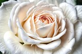 Fototapeta Storczyk - white rose closeup