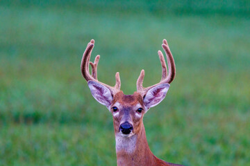 Wall Mural - Close up portrait of a white-tailed buck deer (Odocoileus virginianus) with velvet antlers looking at camera during late summer. 
