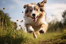 Close Up Shot Of Happy Dog Running And Flying Over A Green Meadow