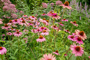 Wall Mural - .Important Note.Echinacea purpurea is a perennial herbaceous plant of the genus Echinacea.