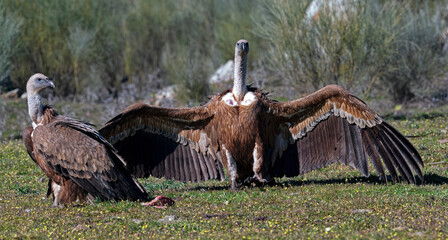 Wall Mural - Griffon vultures // Gänsegeier (Gyps fulvus) - Extremadura, Spain