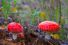 Pair Of Red Flyagaric Mushroom In Forest, Beautiful Seasonal Natural Background