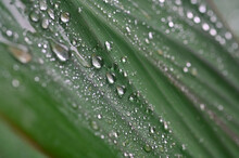 Water Drops On Canna Leaf.