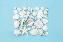 Beach Finding. Seashells, Corals And Starfish.