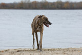 Fototapeta Zwierzęta - Cute greyhound dog outdoor. Greyhound in nature background