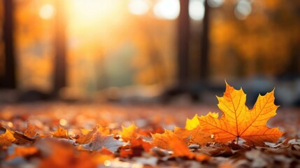 Wall Mural - Beautiful orange autumn maple leaves close up on floor in the forest with soft focus at gold sunset