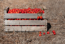 A Wooden Box Stands In A Dry Meadow. In The Vegetable Box There Are Freshly Harvested Ripe Tomatoes. The Tomatoes Are Small And Very Tasty.