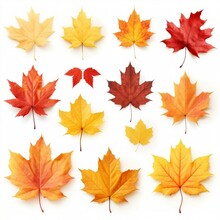 Set Of Realistic Maple Leaves. Created With Generative AI Technology
