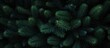 © EnelEva - Christmas tree branches on a natural background