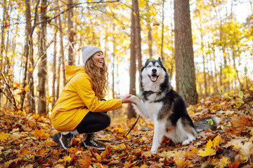 Wall Mural - Smiling woman in a yellow coat walks with her cute pet Husky in the autumn forest in sunny weather. Pet owner enjoys walking her dog outdoors.