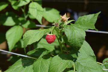 Wall Mural - strawberry in the garden