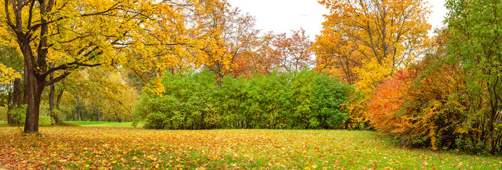 Canvas Print - Colourful background of the beautiful autumnal natural park.