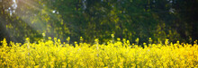 Beautiful Natural Landscape. Rural Landscape. Yellow Rapeseed Field Against The Backdrop Of A Green Forest. Processing Of Agricultural Fields Of Rapeseed. Natural Background.