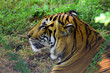 Bengali tiger resting under a tree close-up captured at Ridiyagama safari Sri Lanka.
