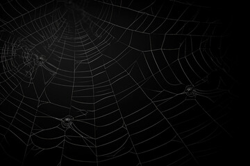 Wall Mural - Bright Spider Web On A Dark Black Background Created With The Help Of Artificial Intelligence