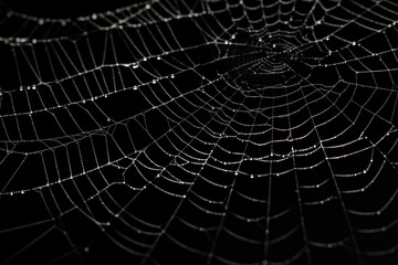 Wall Mural - Bright Spider Web On A Dark Black Background Created With The Help Of Artificial Intelligence