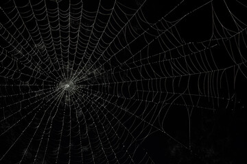 Wall Mural - Bright Spider Web On A Dark Black Background Created With The Help Of Artificial Intelligence