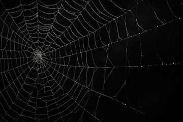 Wall Mural - Bright Spider Web On A Dark Black Background Created With The Help Of Artificial Intelligence