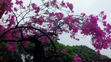 A Pink Bougainvillea Tree On A Windy And Rainy Day