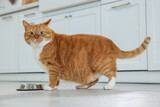 Fototapeta Przestrzenne - Cute ginger cat near feeding bowl at home