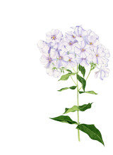 Watercolor Phlox. Light Purple Garden Flower. Hand Drawn Illustration Isolated On Transparent.
