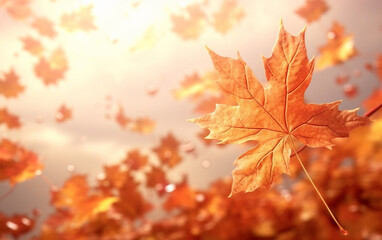 Wall Mural - maple leaf in autumn with maple tree under sunlight background