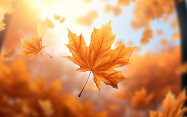 Wall Mural - maple leaf in autumn with maple tree under sunlight background