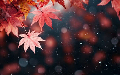 Wall Mural - maple leaf in autumn with maple tree under sunlight background