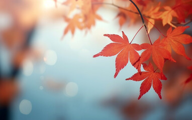 Wall Mural - maple leaf in autumn with maple tree under sunlight background