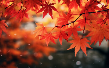 Wall Mural - maple leaf in autumn with maple tree under sunlight background