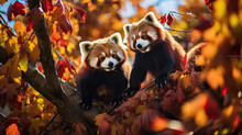 Cuddly Red Pandas Playfully Frolicking Among The Treetops In A Vibrant Autumn Forest