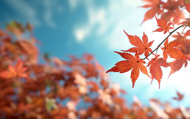 Wall Mural - maple leaf in autumn with maple tree under sunlight background