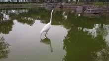 Great Egret Walking On The Pond At The Park Of The Exposition In Santa Beatriz, Lima, Peru. Close-up