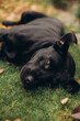 © Anhelina  - beautiful black labrador dog lies on a yellow fallen leaf and on green grass. a happy dog is rolling on the grass. autumn atmosphere