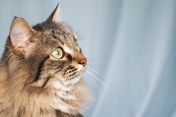 Close up siberian brown cat on blue background