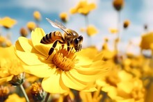 Honey Bee On A Yellow Flower Collects Pollen, Wild Nature Landscape