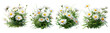 flower. grass and daisies. 