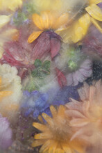 Abstract Background With Colorful Frozen Summer Flowers In Ice