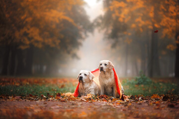 Wall Mural - two dogs together in autumn foggy park. Labrador Retriever in nature in leaf fall, sitting under a blanket