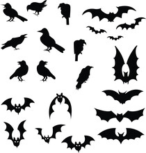 Set Of Black Isolated Silhouettes Of Crows And Bat Birds. Collection Of Different Birds Position.