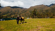 Arriero peruano con chullo y su caballo durante una mañana en la Sierra, Naturaleza, estilo de vida