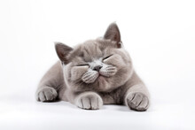 A British Shorthair Cat Sleeping In Front Of A White Background. 