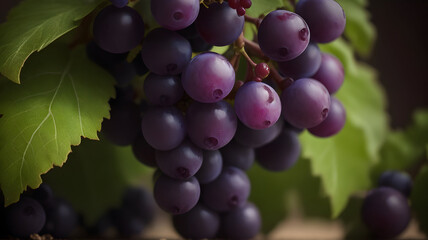 grapes, autumn, grapevine, harvest