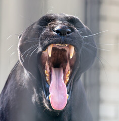 Canvas Print - Portrait of a black panther with open mouth in a cage