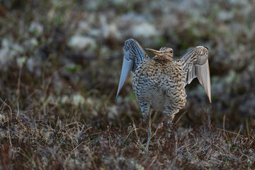 Wall Mural - Great snipe (Gallinago media)