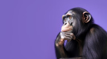 Surprised Chimpanzee On A Purple Background