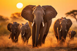 Fototapeta  - Herd of elephants in the savanna at sunset