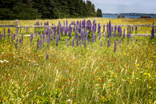Field Of Lupin, Lubec, Maine.
